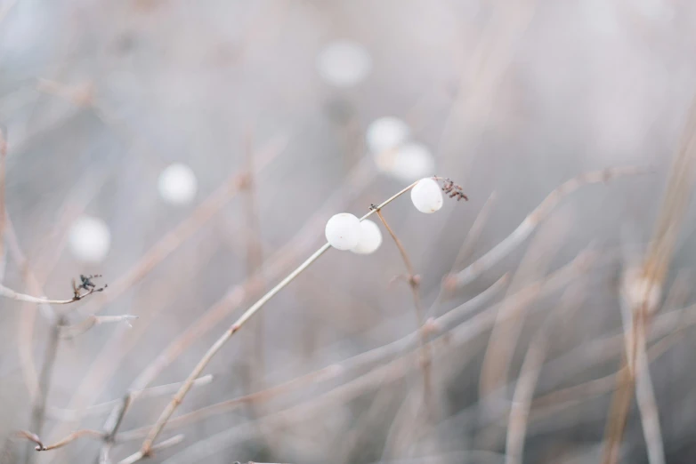 a small white object hanging off the side of a plant