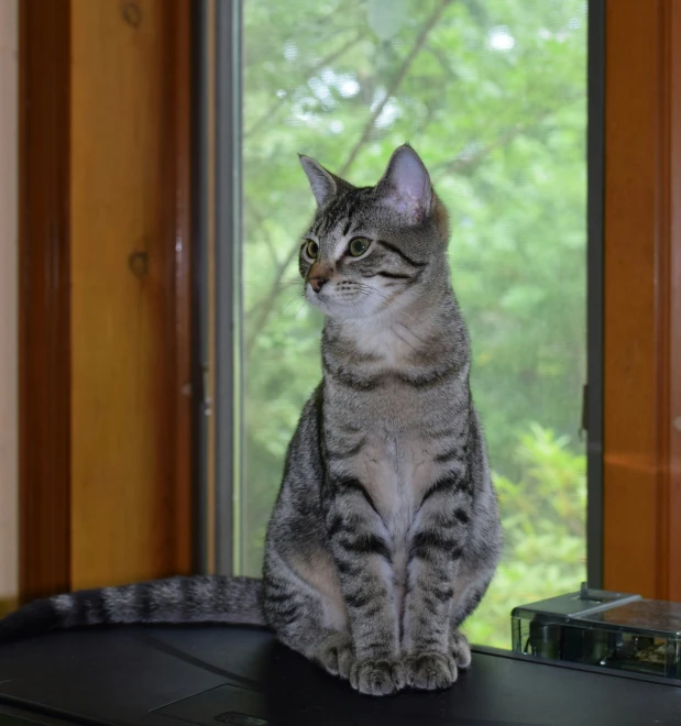 a grey and black cat sitting on top of a table