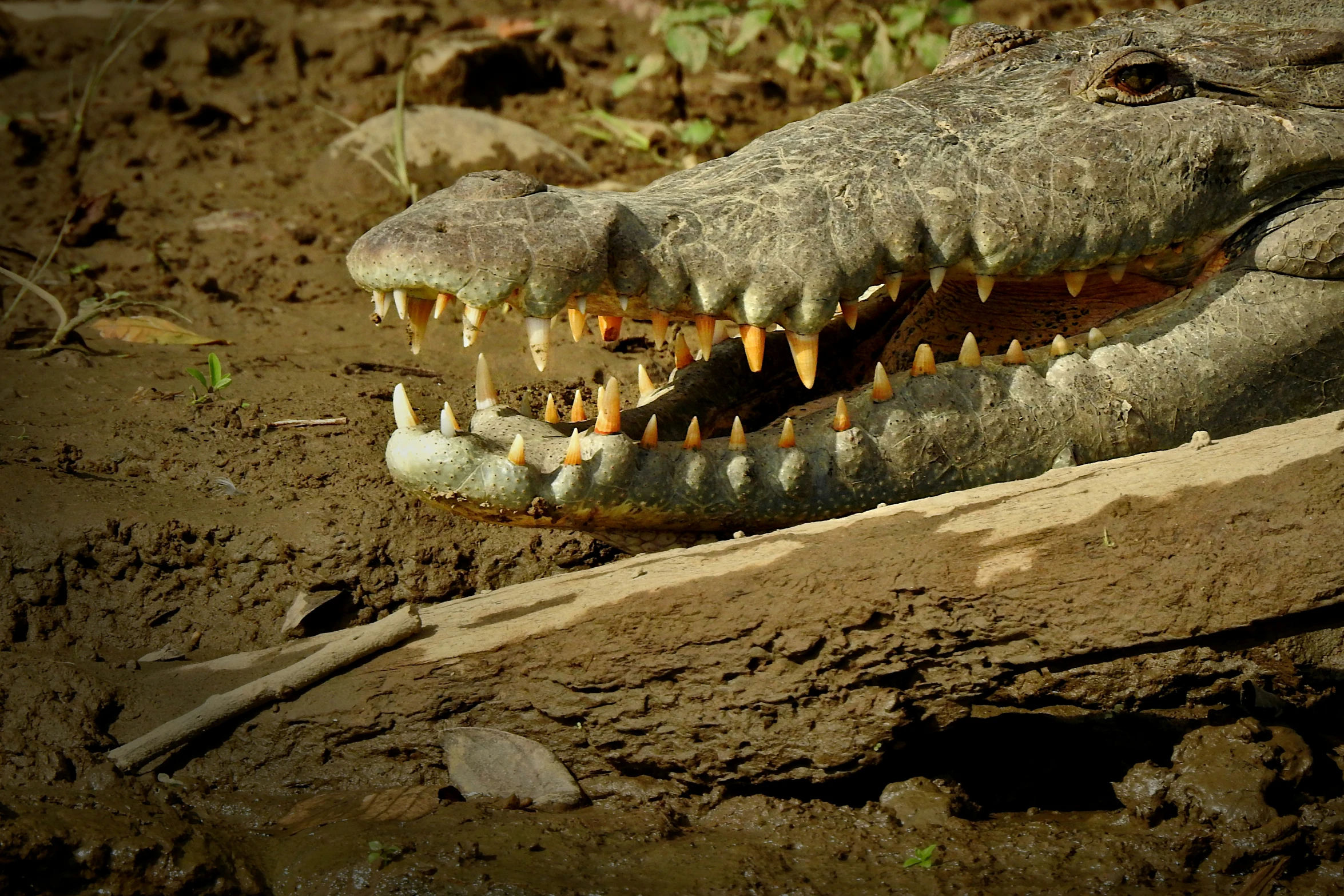 the crocodile is resting its head on the rock