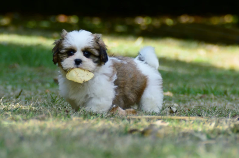 the small puppy has a bone in its mouth