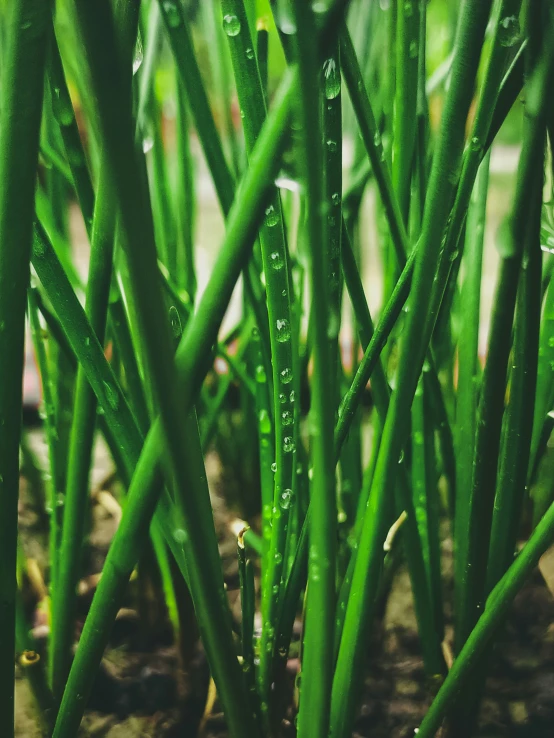 water droplets on green grass, with light in the background