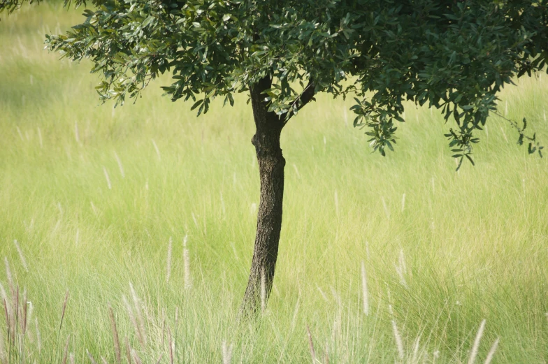 a tree in an open field covered in grass