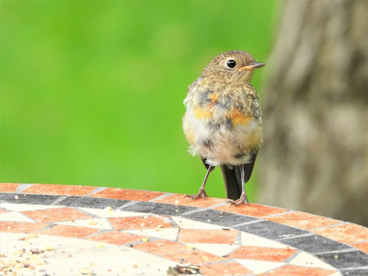 small bird perched on an umbrella outside