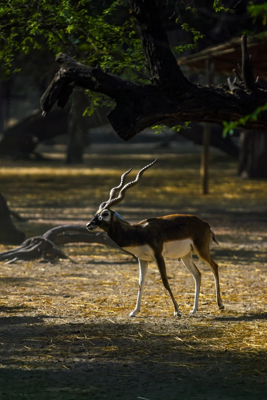 an animal that is standing in the grass