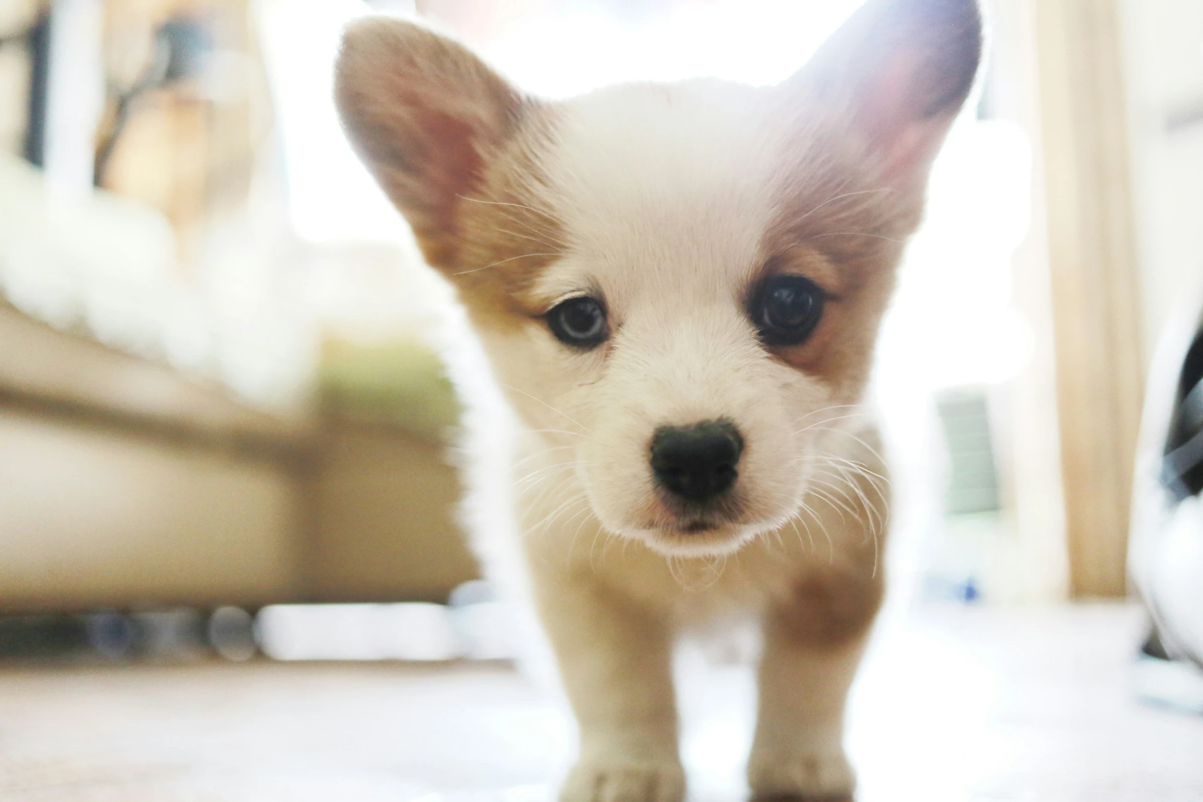 this puppy looks intently at the camera with blue eyes