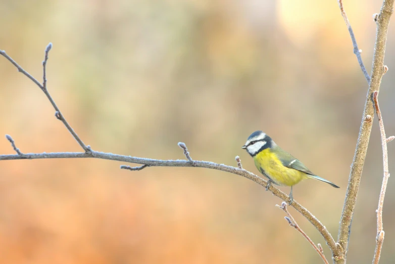 a small bird perched on top of a tree nch