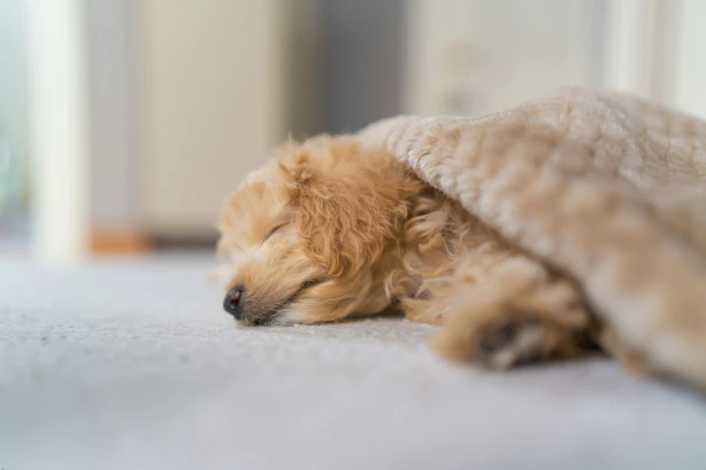 a little dog sleeping under the covers on the floor