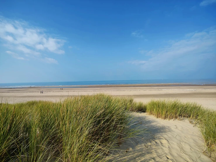 a view of some grass in the sand with blue sky in background