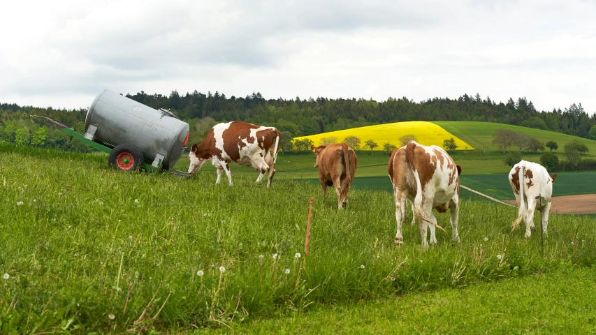 cows grazing in a green field near a yellow field