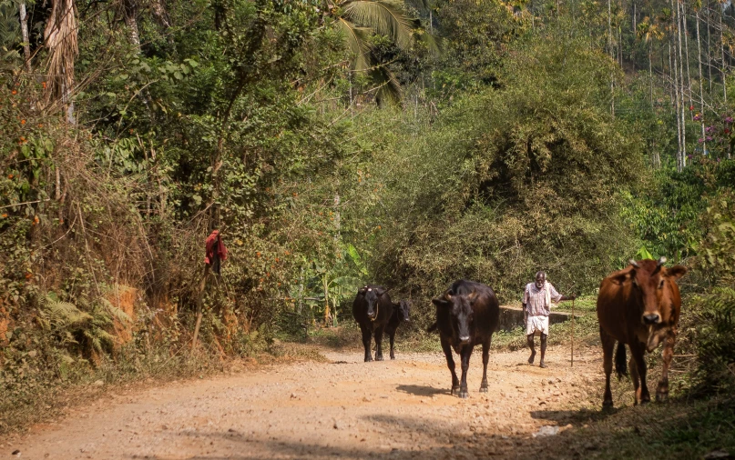 several animals are crossing the road in the woods