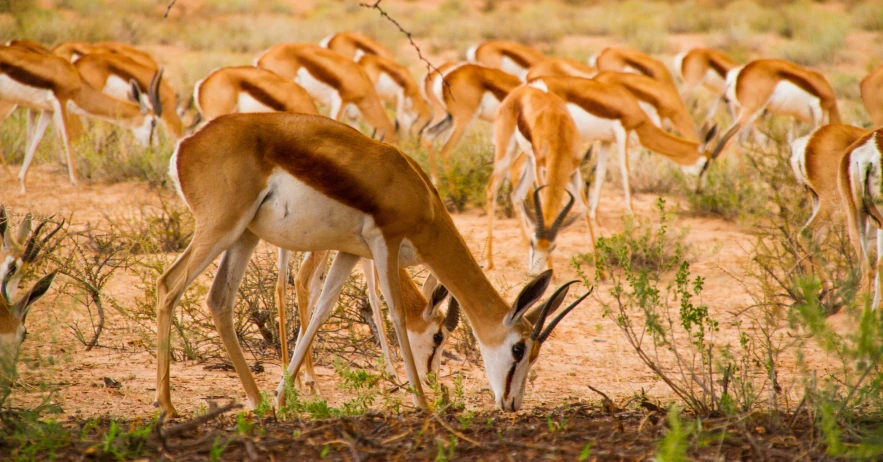 a herd of gazelle grazing in a field