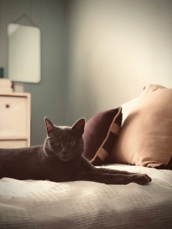 a cat laying on top of a bed in a room