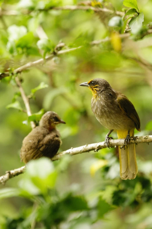 two small birds perched on a nch in the forest