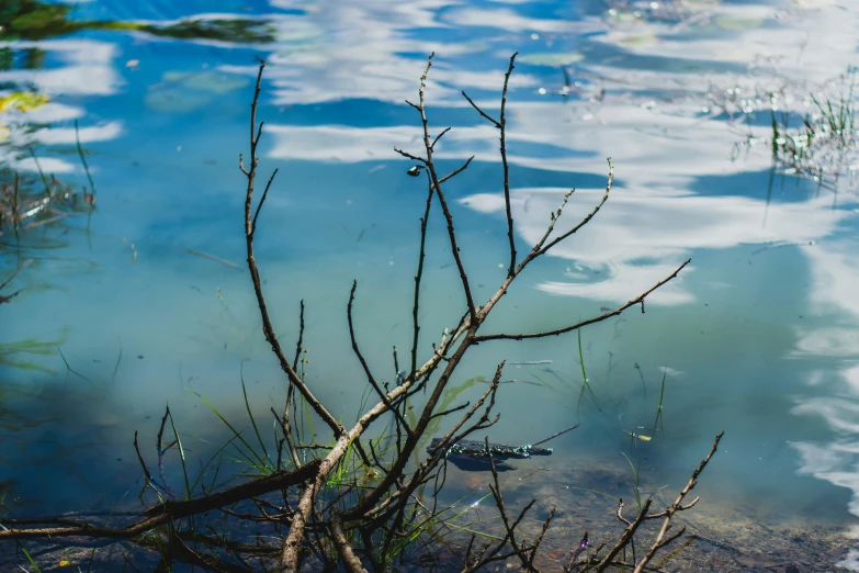 some nches and grass in water that is slightly polluted