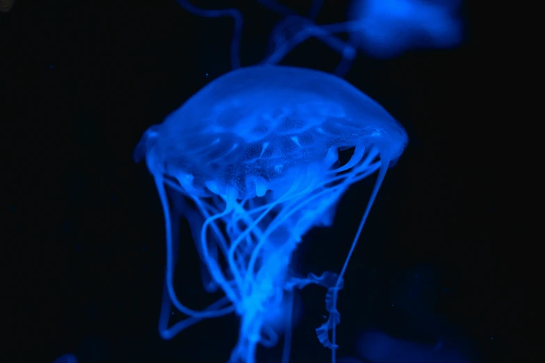 a very blue colored object is shown on a black background