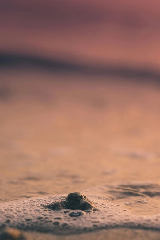 a little bird with it's head sticking out of the sand