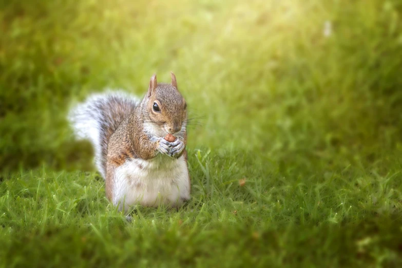 a squirrel in the woods, staring intently