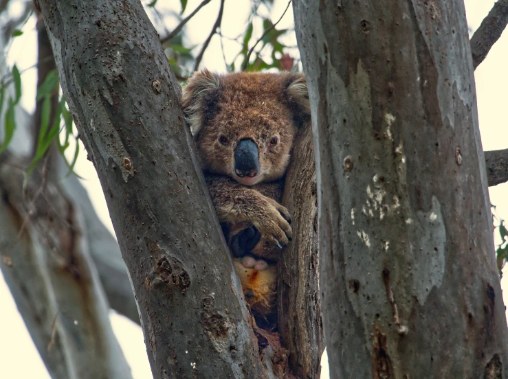 a koala sitting in a tree on top of its nest