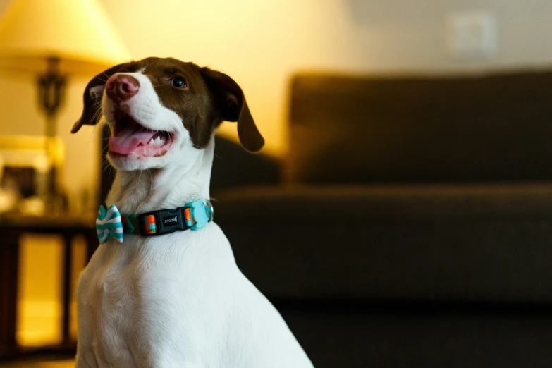 a brown and white dog with a collar smiles