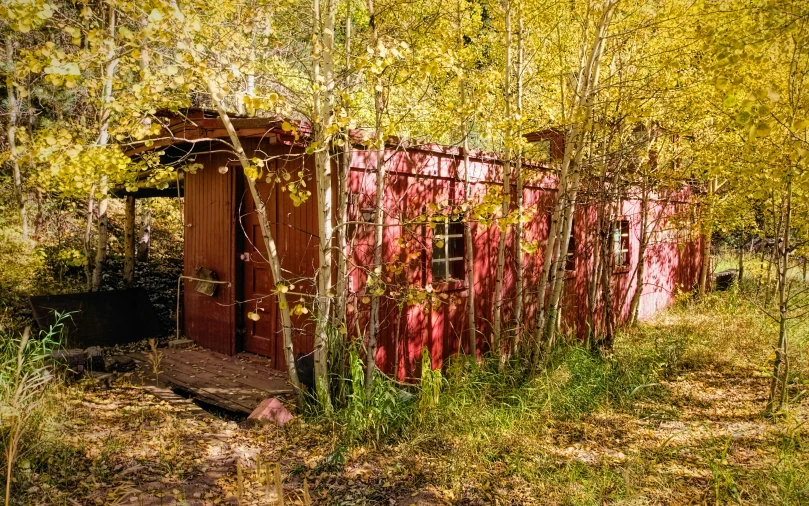 a outhouse is covered with leaves and sits in the middle of trees