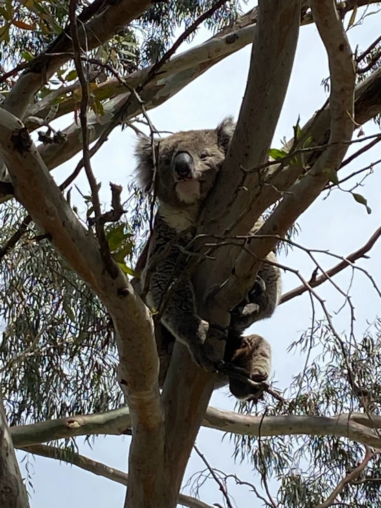 an adult koala sitting in the top of a tree nch