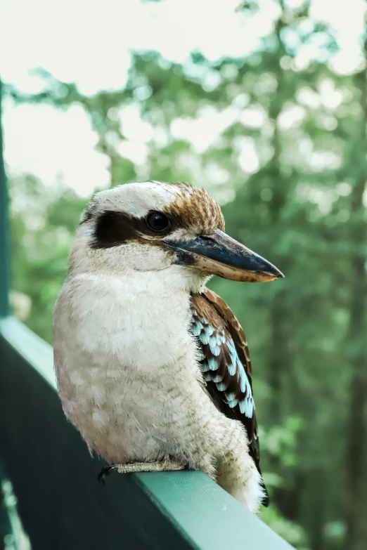 small brown and white bird on top of a fence