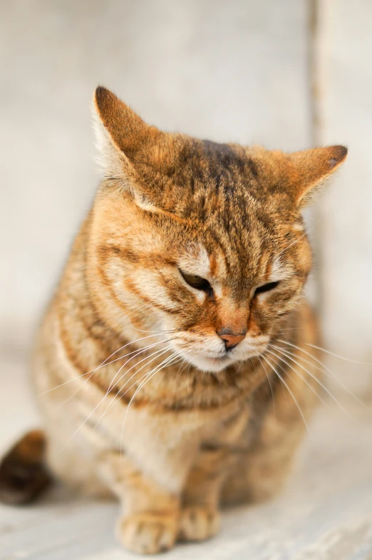 the cat is sitting down looking at the camera