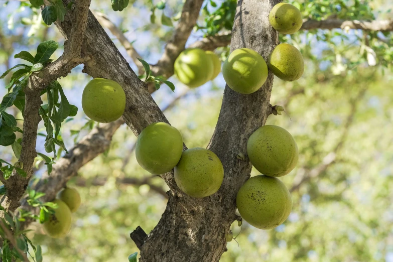 some green fruits hang on the top of a tree