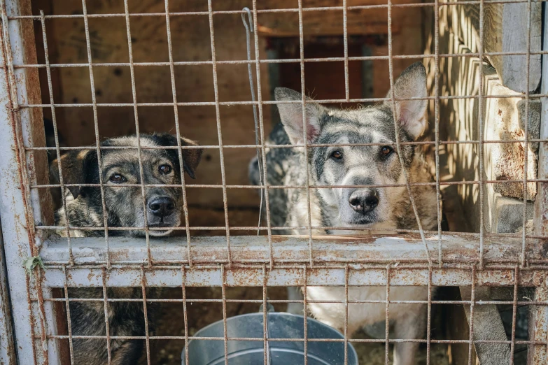 two dogs looking out from a locked cell