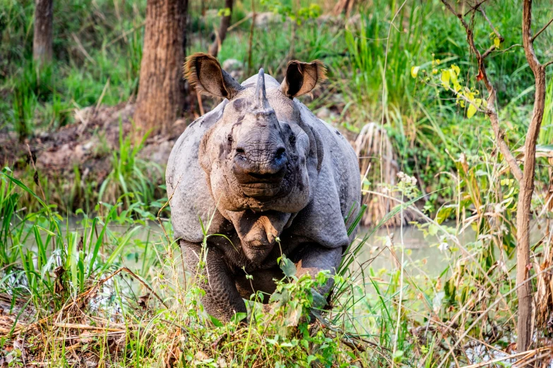 a rhinoceros stands in a swampy area