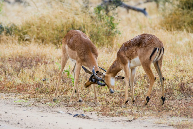 two deers in a field are eating grass