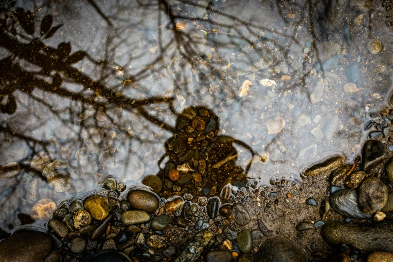 a reflection of trees and water and rocks