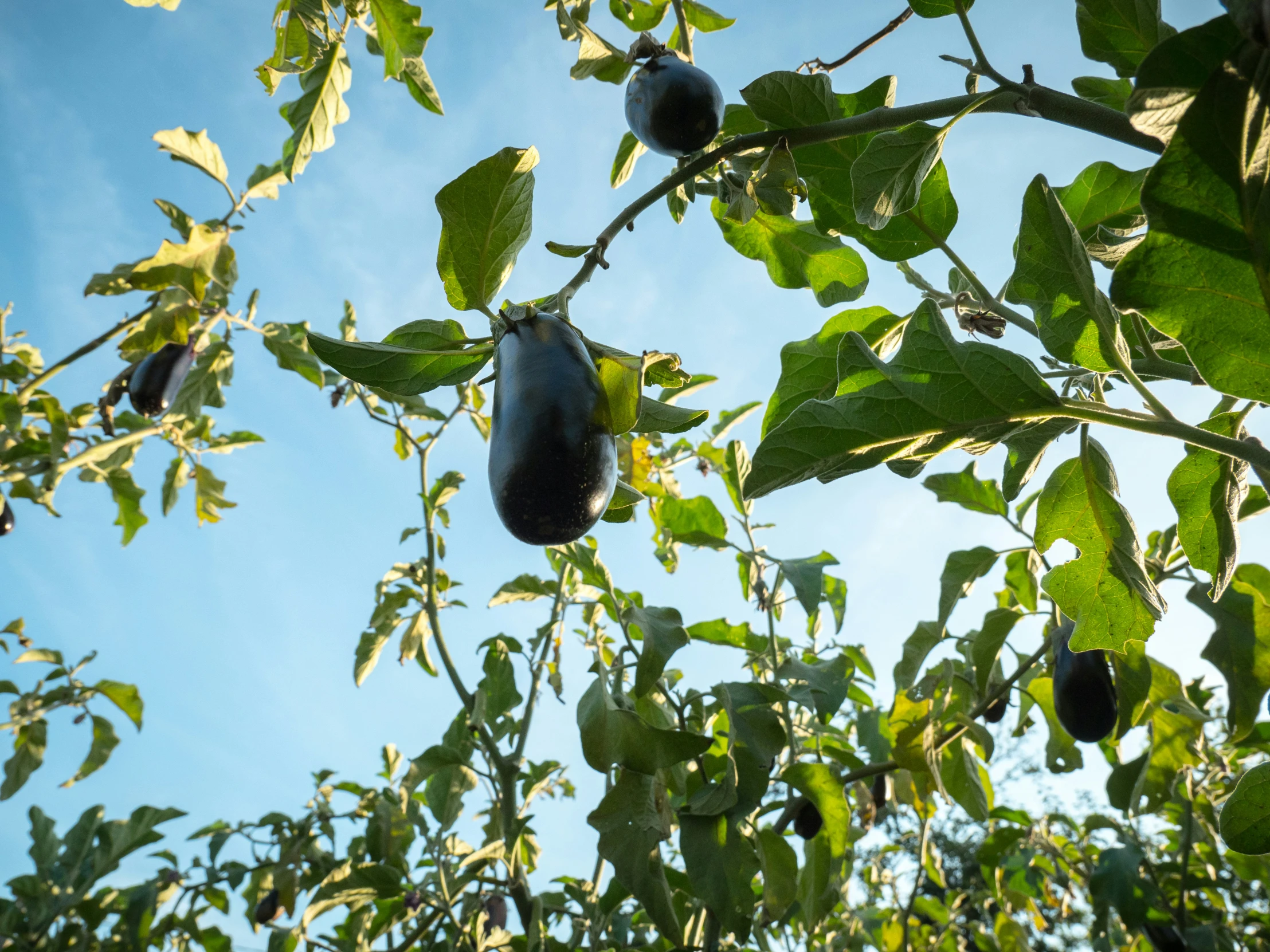 a green tree with some ripe fruit growing on it