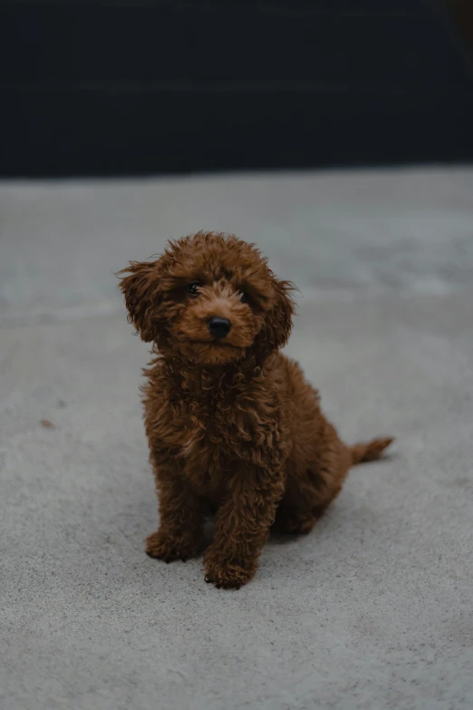 small brown dog sitting on top of a cement floor