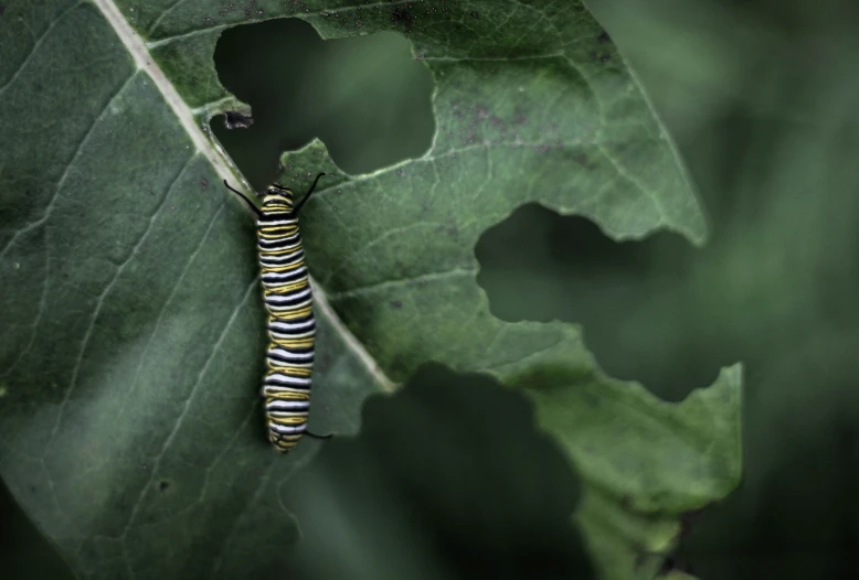 a caterpillar crawling on a leaf in a garden