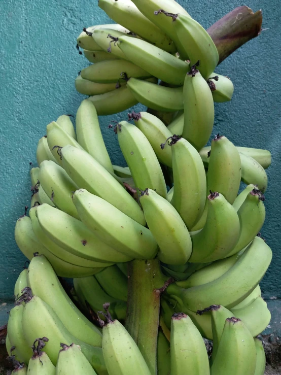 bunches of unripe bananas on the stem in front of a blue wall