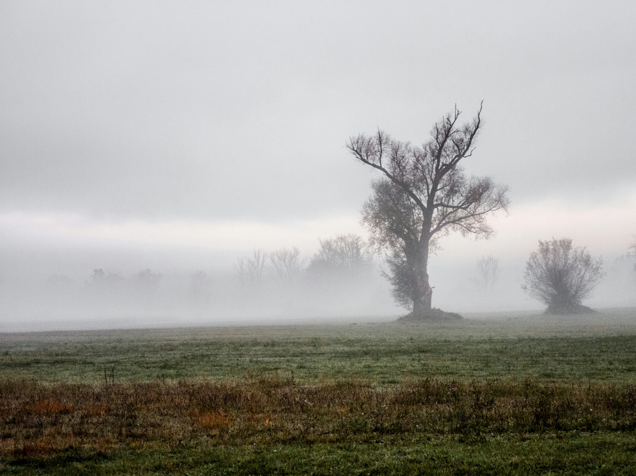 some trees and fog on a gray day