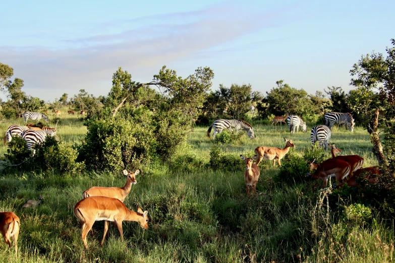 there are several animals grazing in the grassy field