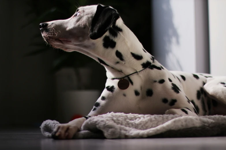 a dalmatian dog looking out the window
