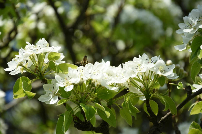 a white flower with many leaves in the foreground