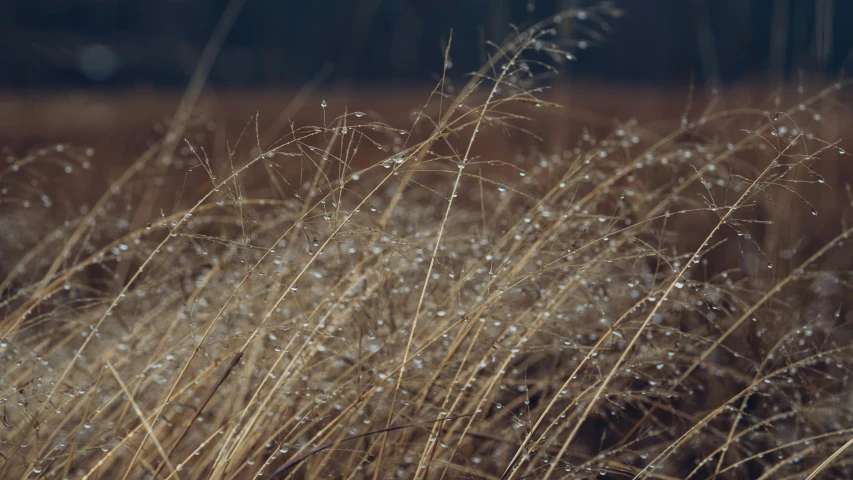 long thin dry grass with drops of rain