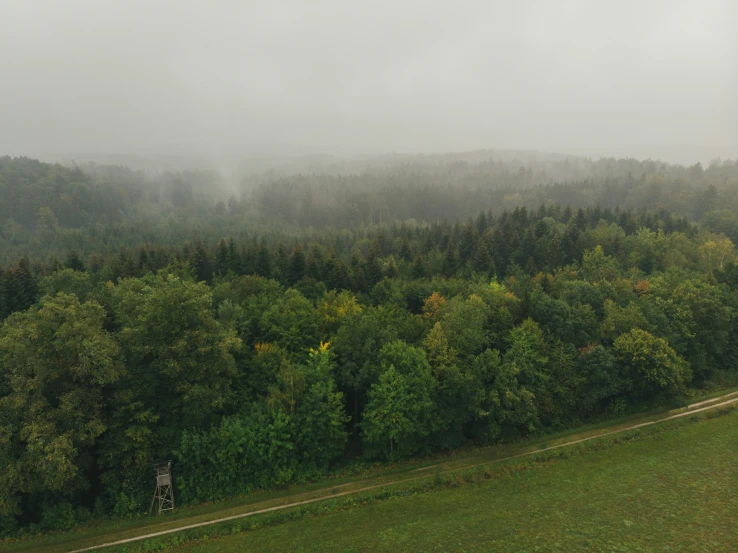 a lone plane in the air over the forest