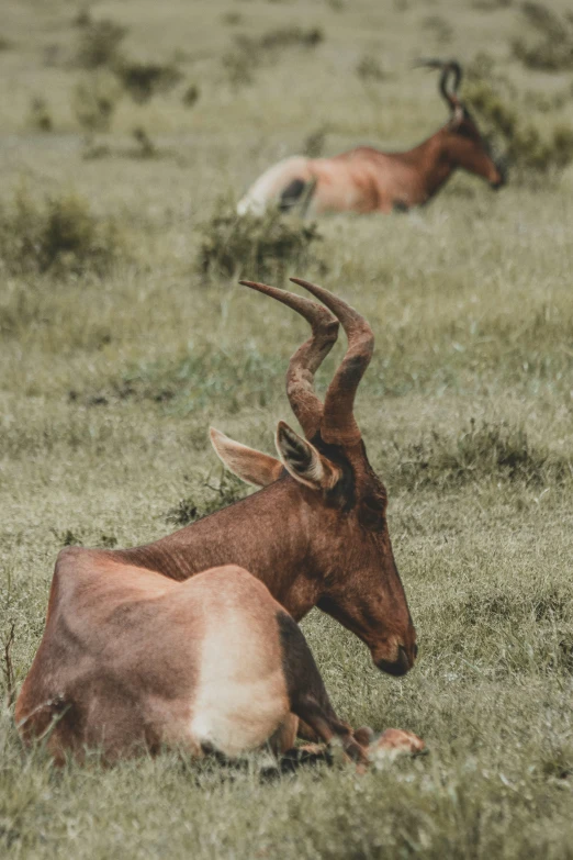 two horned cows resting in the grass together