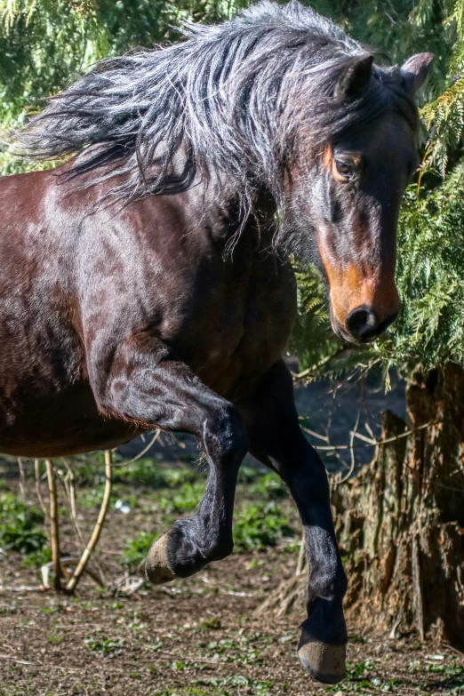 a big brown horse walking by some trees