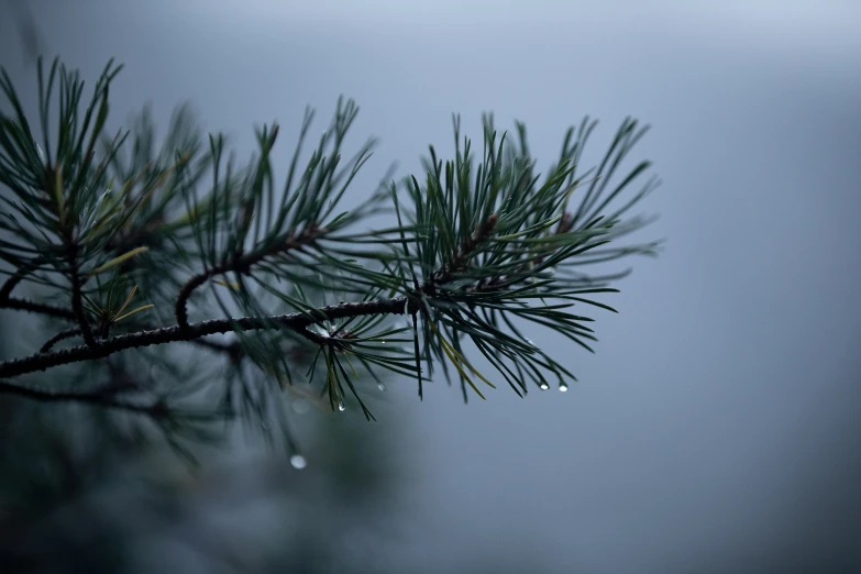 the green leaves of a pine tree on a rainy day