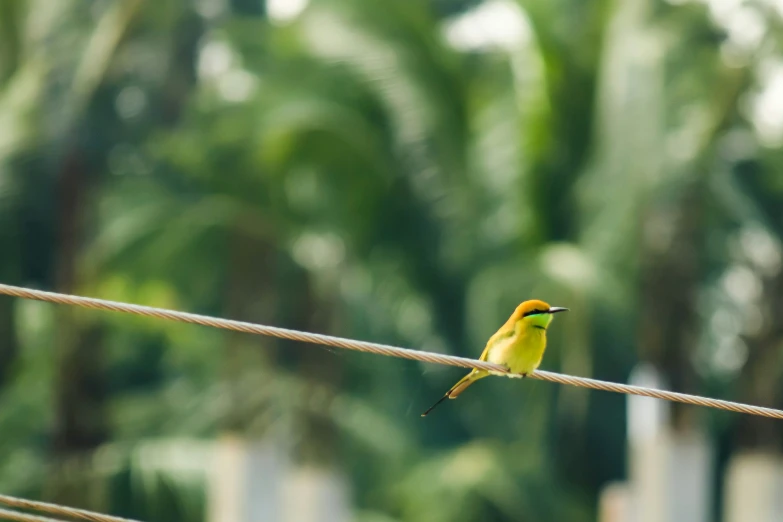 small bird sitting on a wire on a sunny day