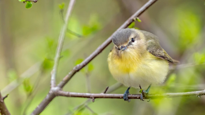 small bird on nch with yellow and green colors