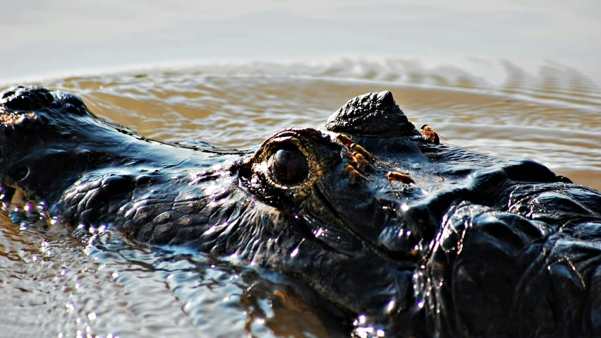 an alligator is swimming in water near the surface