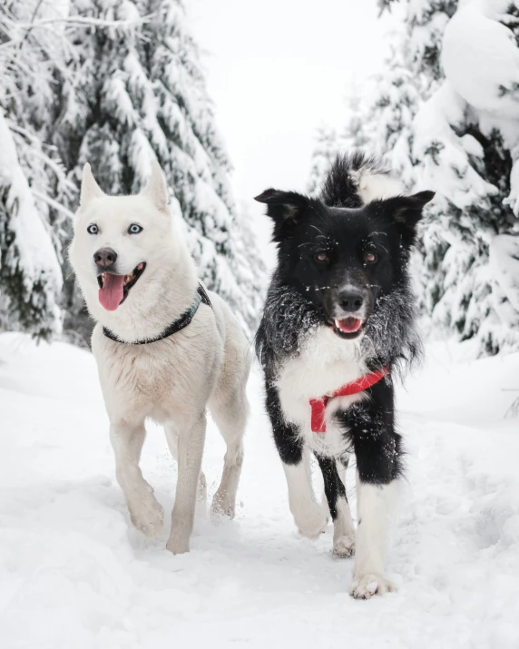 two dogs running in the snow near pine trees