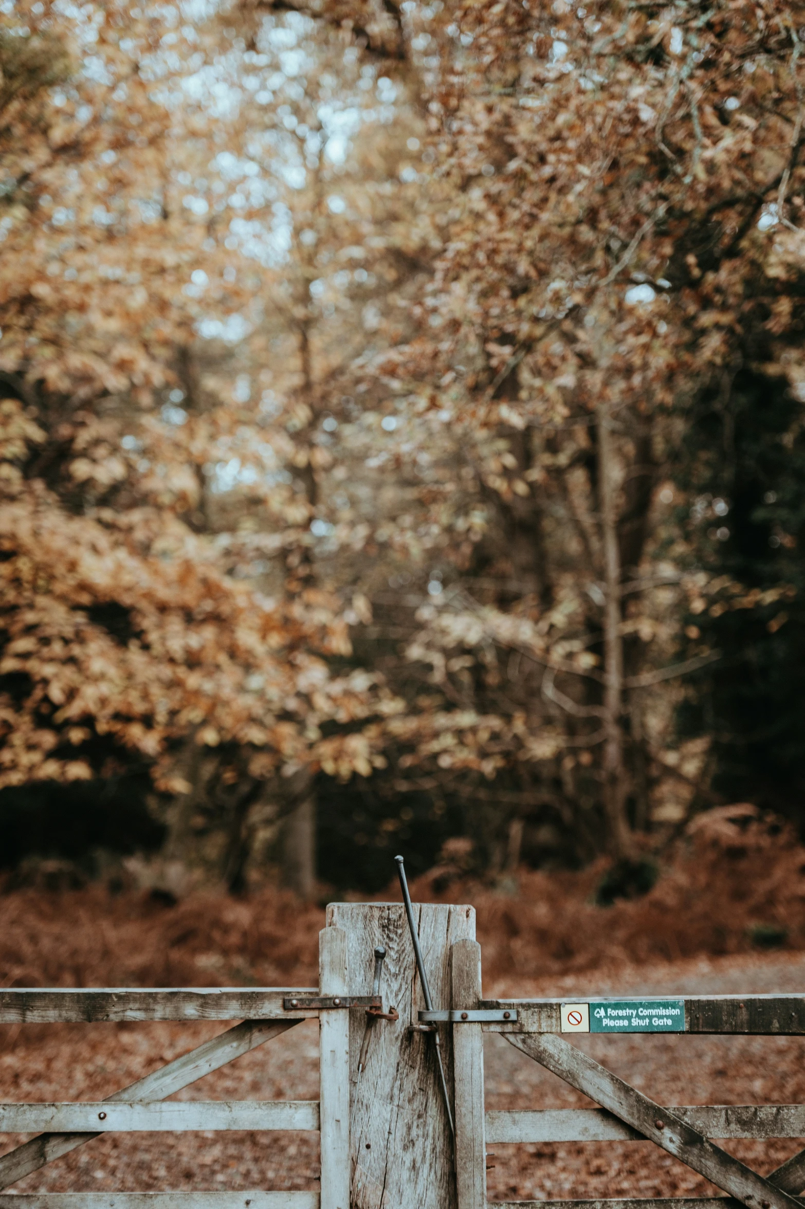 an image of a wooden gate in the woods